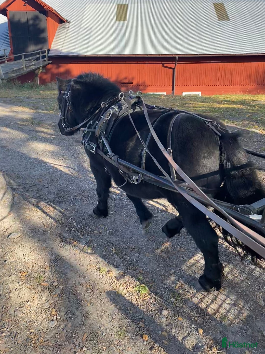 Avel hästar till salu: Godkänd avelshingst  i Björkvik - Bild 2