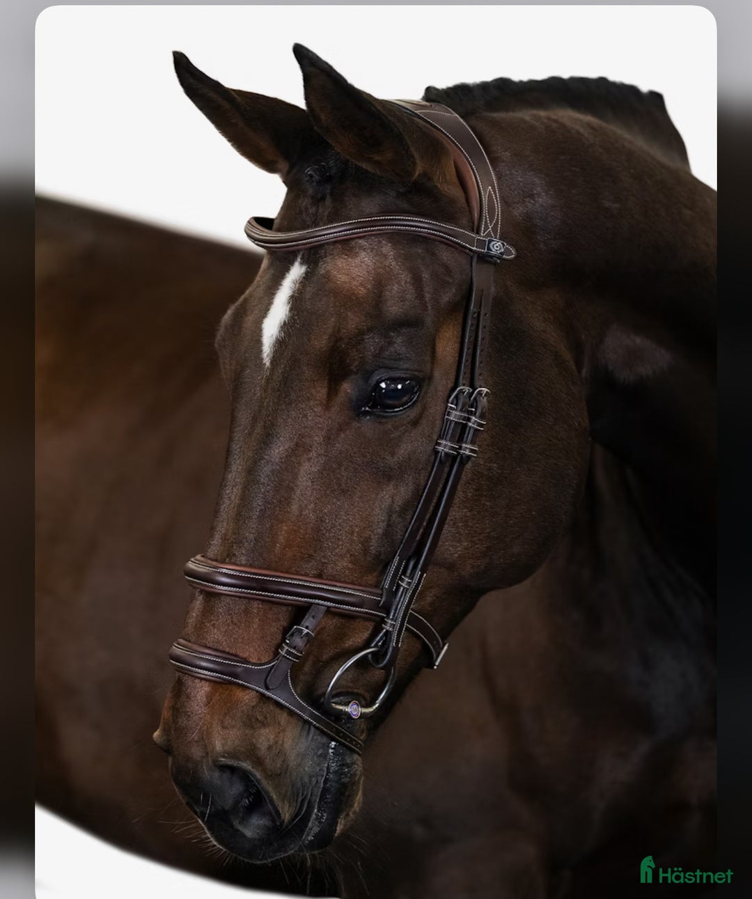 Träns hästutrustning till salu: Helt oanvänt träns från Ps i modellen Paris  i Stockholm - Annons 1