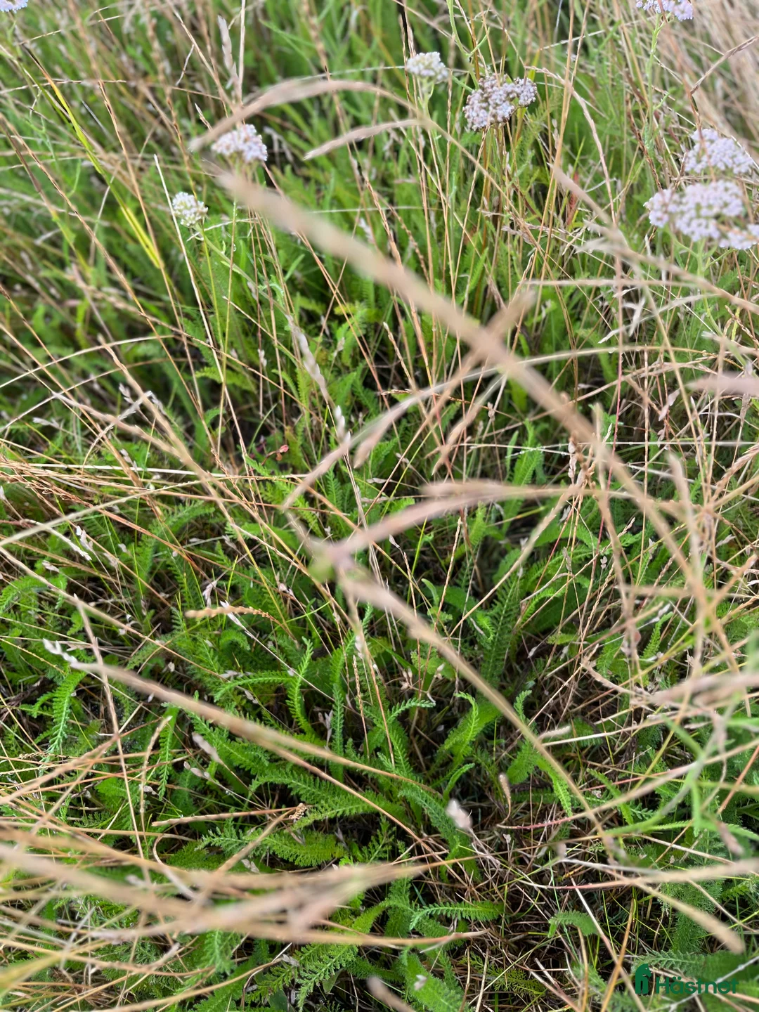  hästservice finnes: Lösdrift/sommarbete sommar 2026 nära Smygehuk - Annons 3