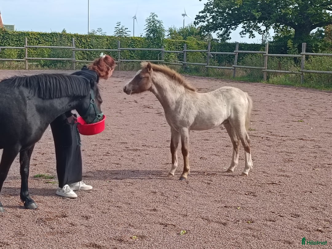 Allround hästar till salu: Welsh mountain hingst  i Borgholm - Annons 5
