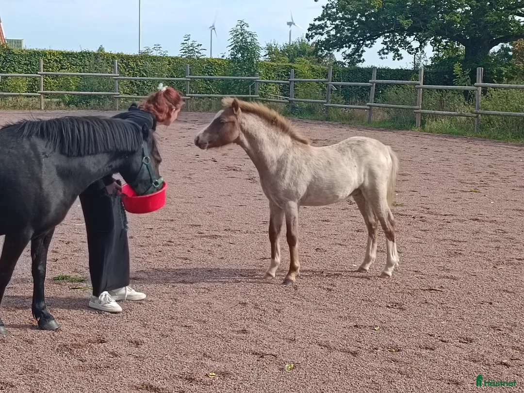 Allround hästar till salu: Welsh mountain hingst  - Annons 9