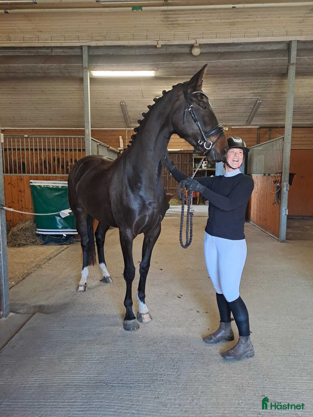 Dressyr hästar till salu: Ett äkta guldkorn i Forshaga - Annons 2
