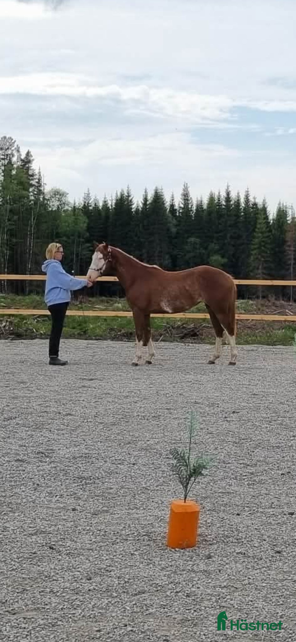  hästar Sto med gångartsstam - Annons 6