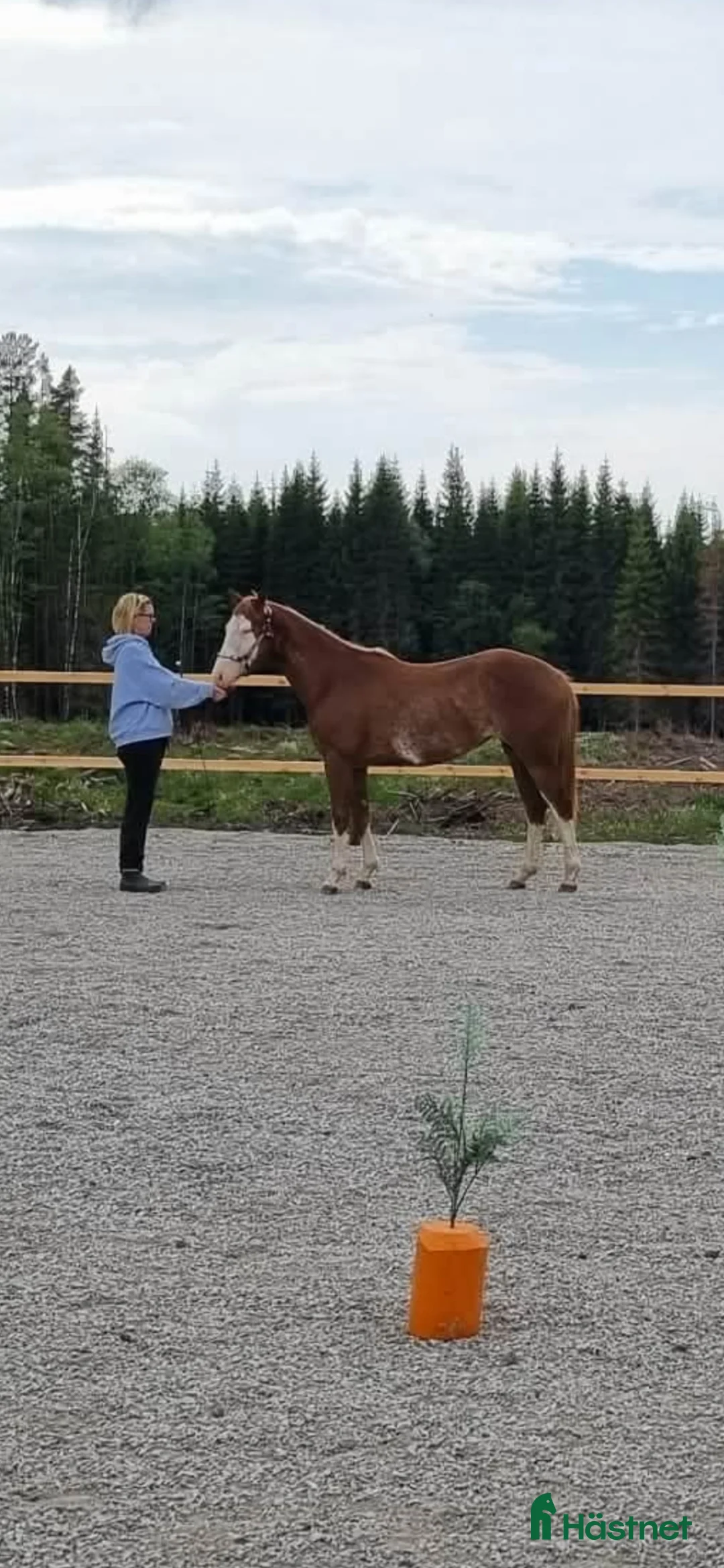 Western hästar till salu: Sto med gångartsstam - Annons 1