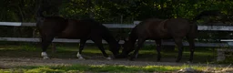 Allround hästar till salu: 5 Års Akhal-Teke Vallak Til Salgs i Raufoss - Annons 15