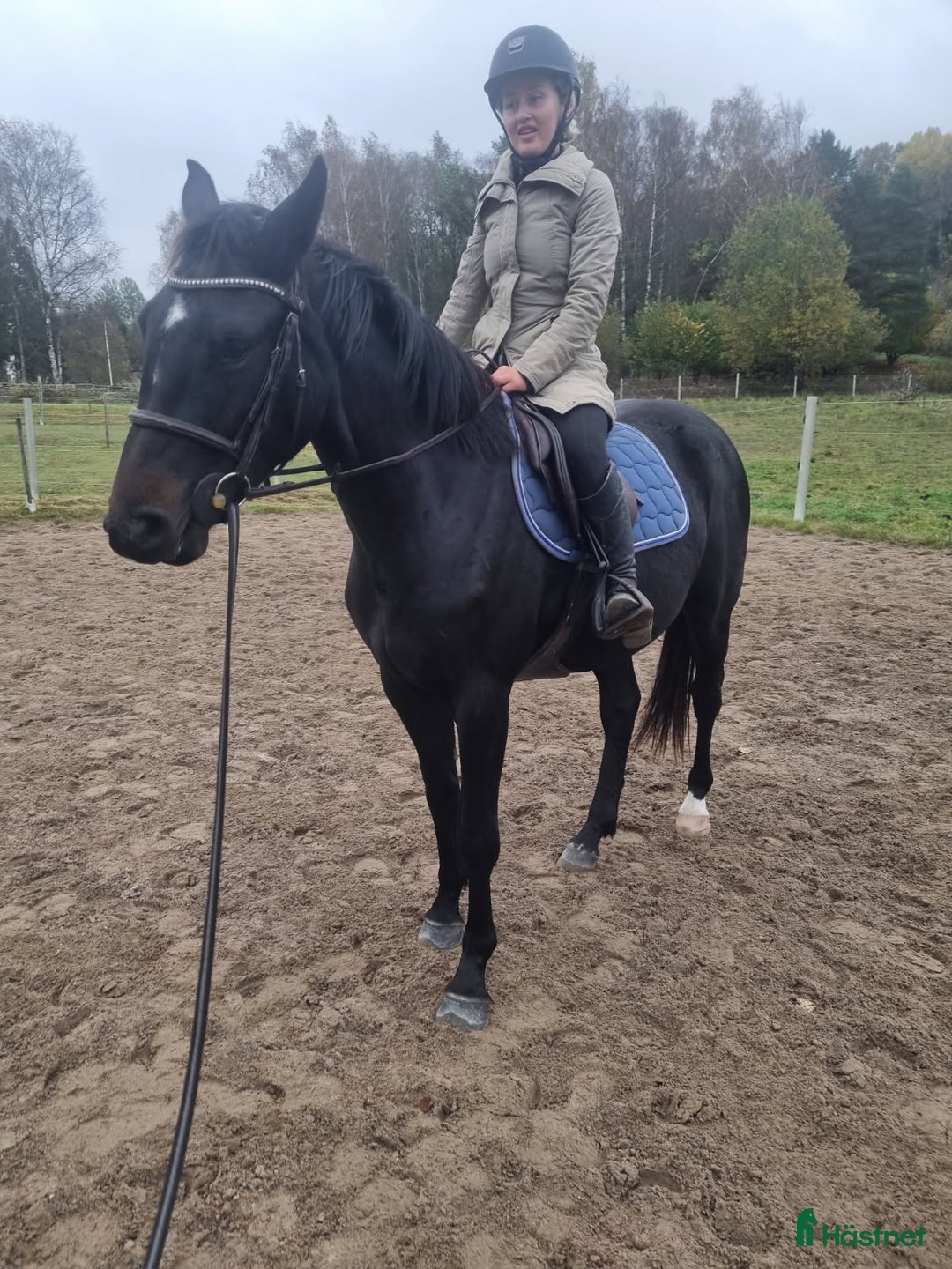 Allround hästar till salu: Häftig multitalang  i Lerum - Annons 4