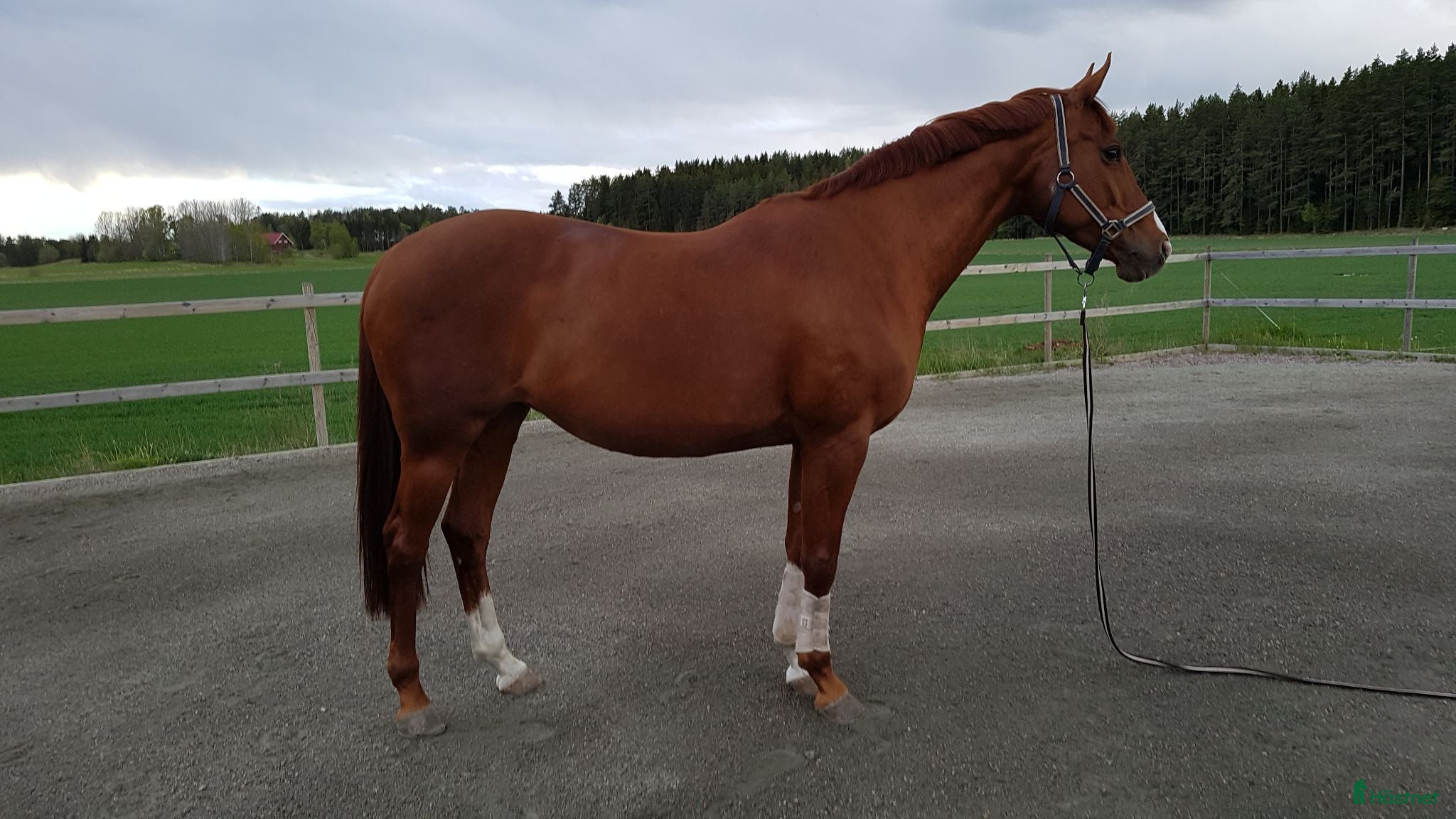  hästar Trevligt sto  - Annons 10