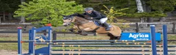Hoppning hästar till salu: C-ponny med extra allt 🤩 - Annons 5