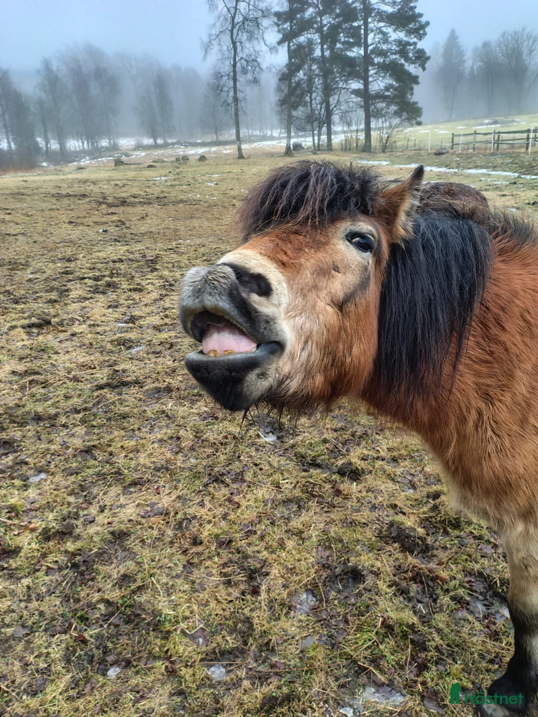 Allround hästar till salu: Världens bästa clown ❤️ i Borås - Annons 2