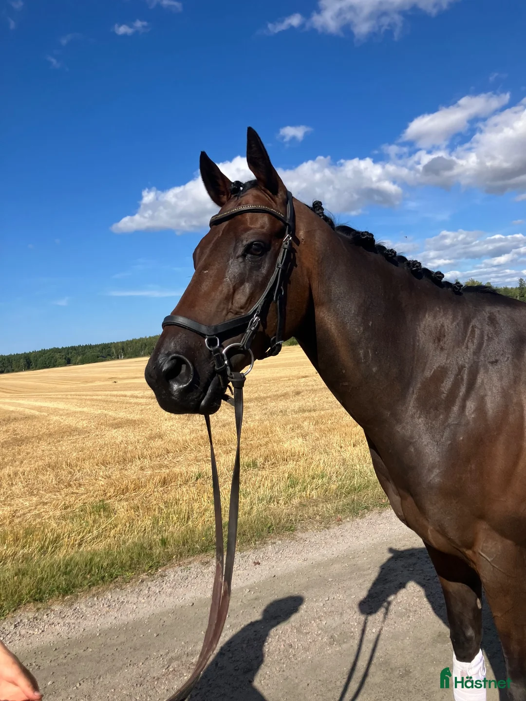 Allround hästar till salu: Kanon trevlig allround häst - Annons 1