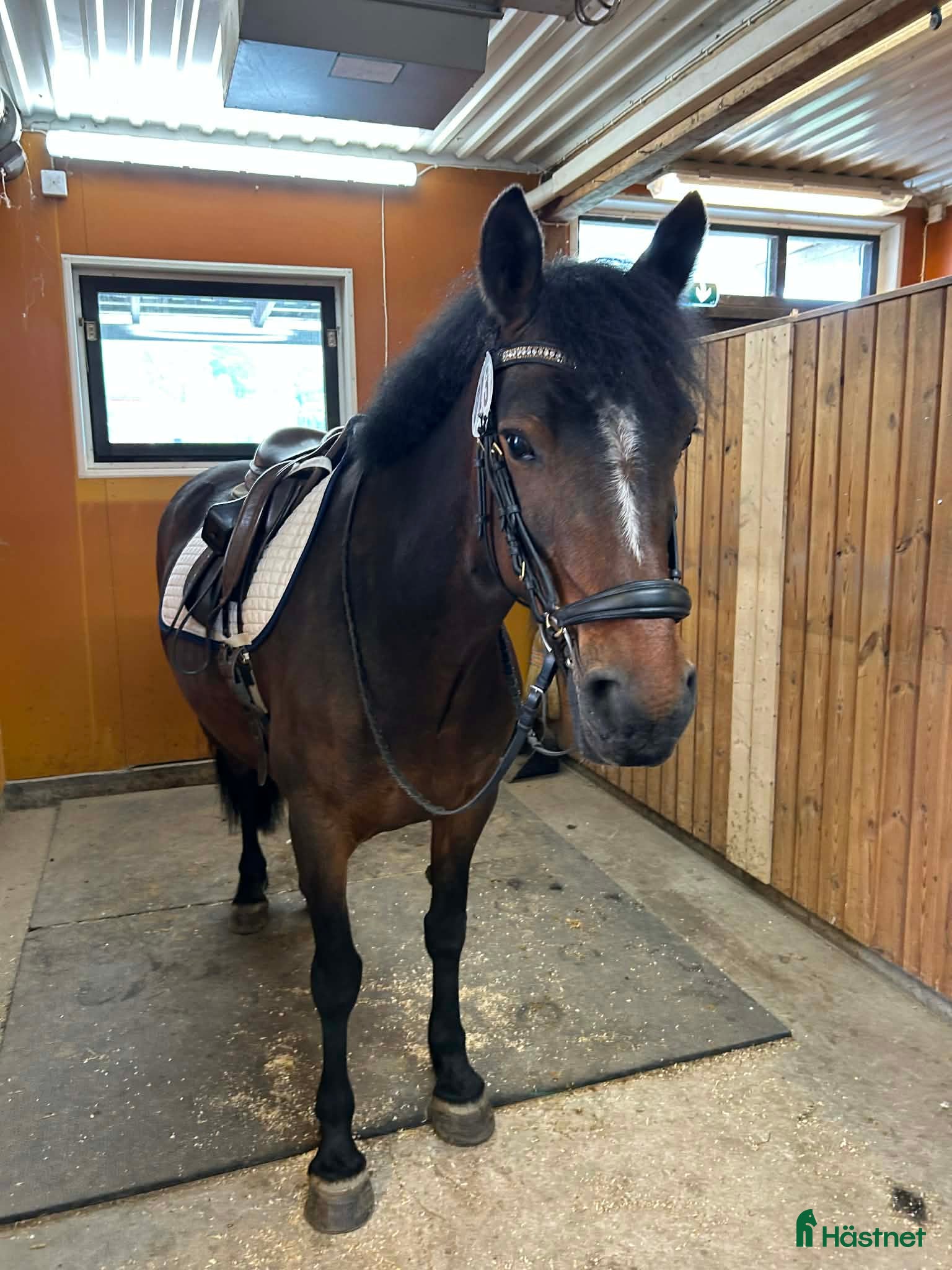  hästar Talangfull sportponny - Annons 1