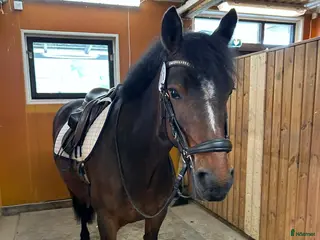 hästar Talangfull sportponny - Annons 1