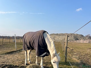 hästjobb Stallhjälp i Falsterbo - Annons 11