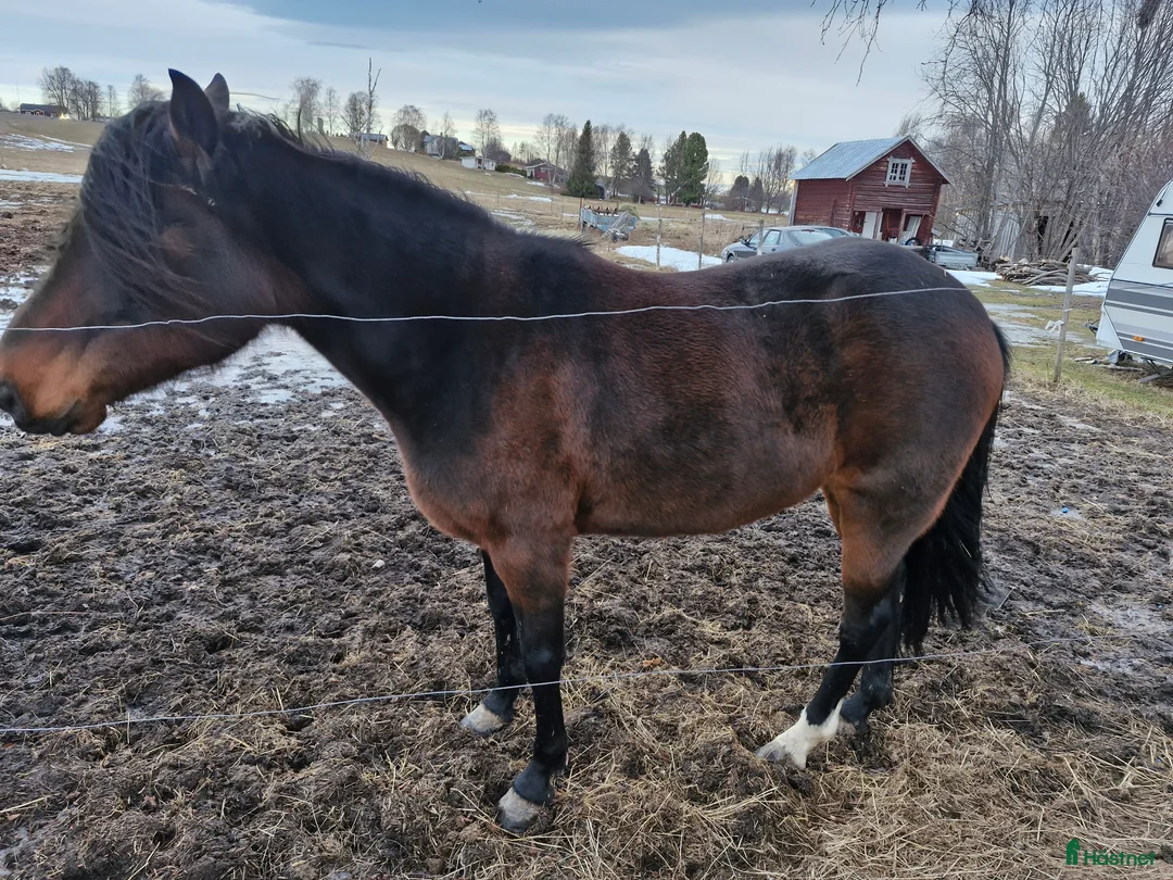 Allround hästar till salu: Varmblodsto - Annons 3