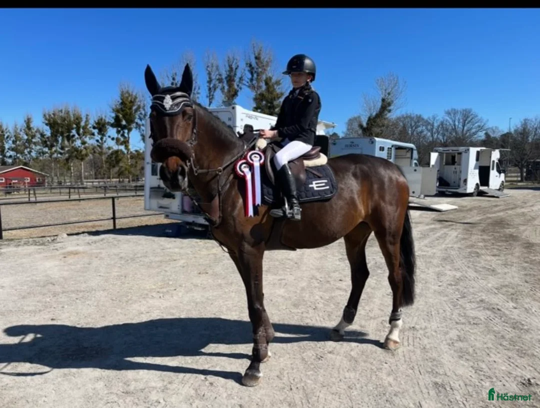 Hoppning hästar till salu: Häst för satsande children lr Junior  - Annons 9