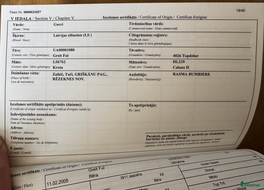 Hoppning hästar till salu: Gucci 2021 - Annons 8