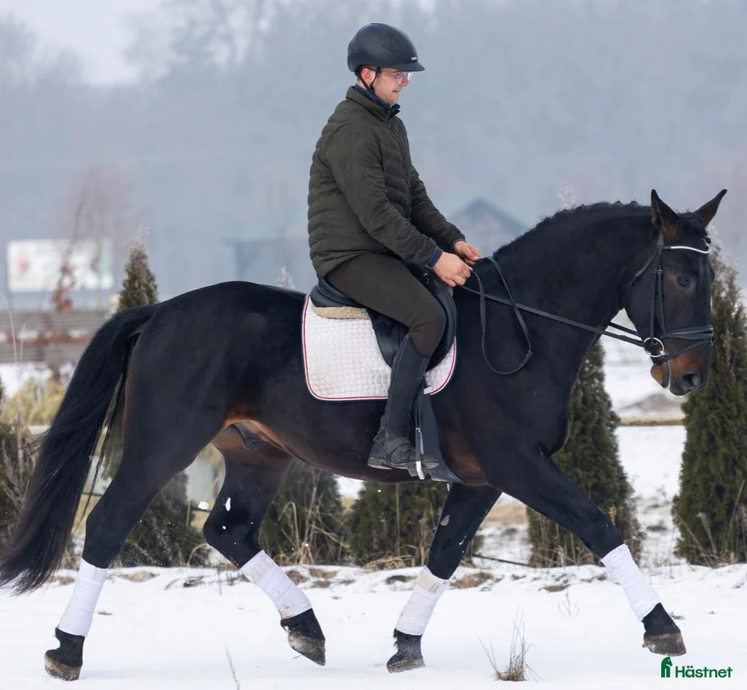 Allround hästar till salu: Exceptional Silesian - Quality & Top Potential  - Annons 9