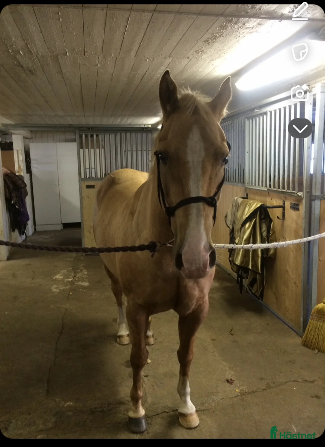 Allround hästar till salu: Quarter med ett stort hjärta - Annons 5