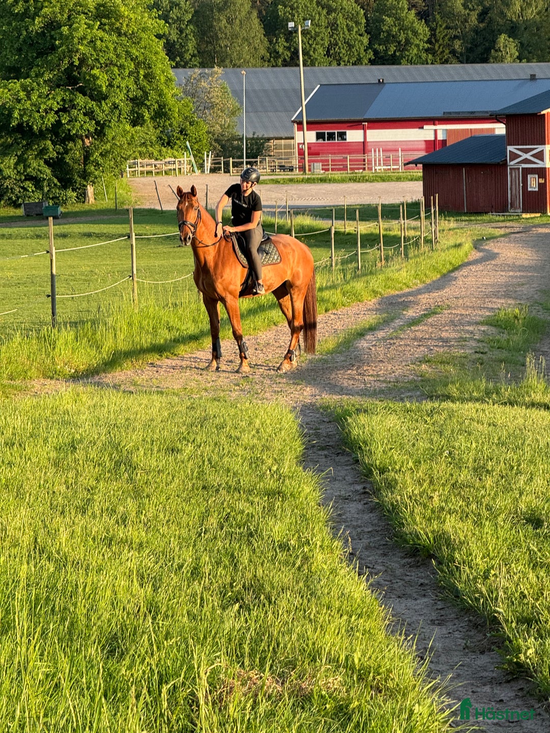 Allround hästar till salu: Ambitiös, välriden valack med kapacitet i Alingsås - Annons 5