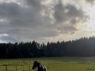 stallplats Stallplats i Norra Sthlm i Kungsängen - Annons 19