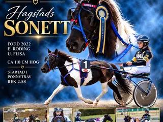 hästar Sportig stor shetlandsponny - Annons 1