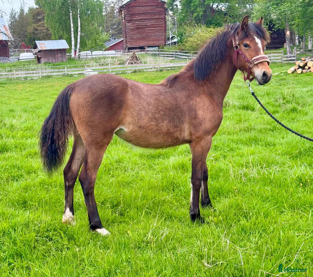 Allround hästar till salu: Framtida tävlingsponny  - Annons 2