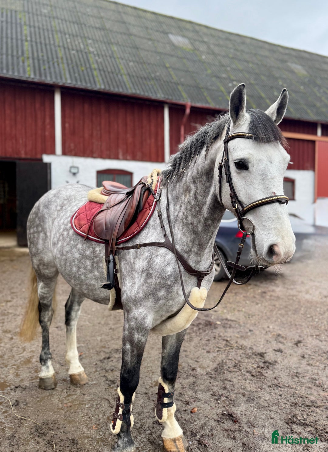 Allround hästar till salu: SNÄLL PONNY/VERKSAMHET  i Helsingborg - Annons 2