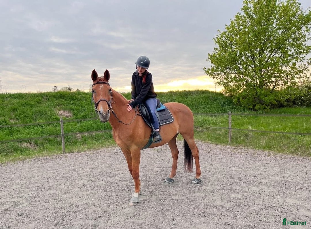 Allround hästar till salu: Skogsmullen med hjärtat på rätt ställe! i Falköping - Annons 4