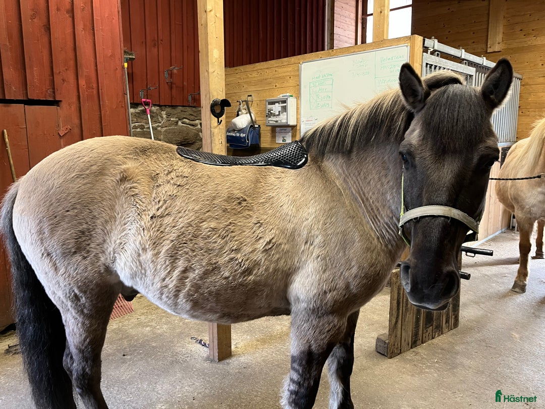 Sadeltillbehör hästutrustning till salu: Protector Gelpad Non-slip Front Riser i Jonsered - Annons 8