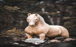 Avelshästar hästar till salu: Welsh av Cobtyp hingst! Kan även kastreras i Heby - Bild 1