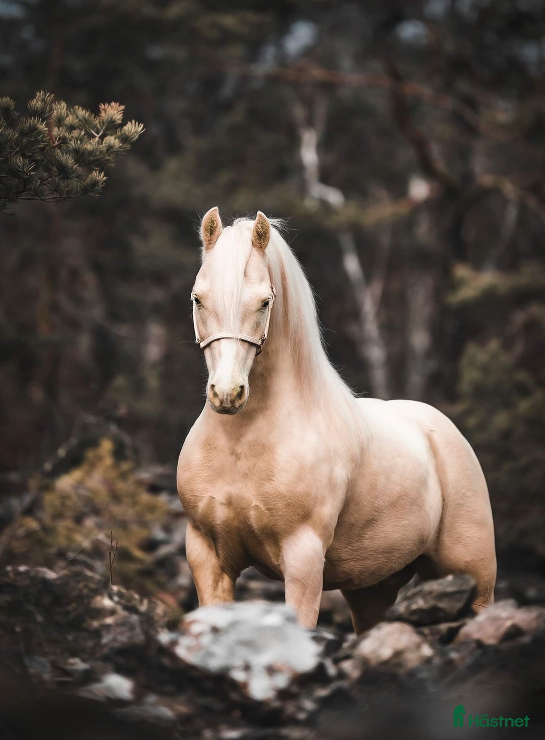 Avelshästar hästar till salu: Welsh av Cobtyp hingst! Kan även kastreras i Heby - Bild 1