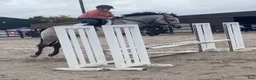 Hoppning hästar till salu: 5yr old 148 Connemara mare, record to 1m i Stockholm - Annons 8