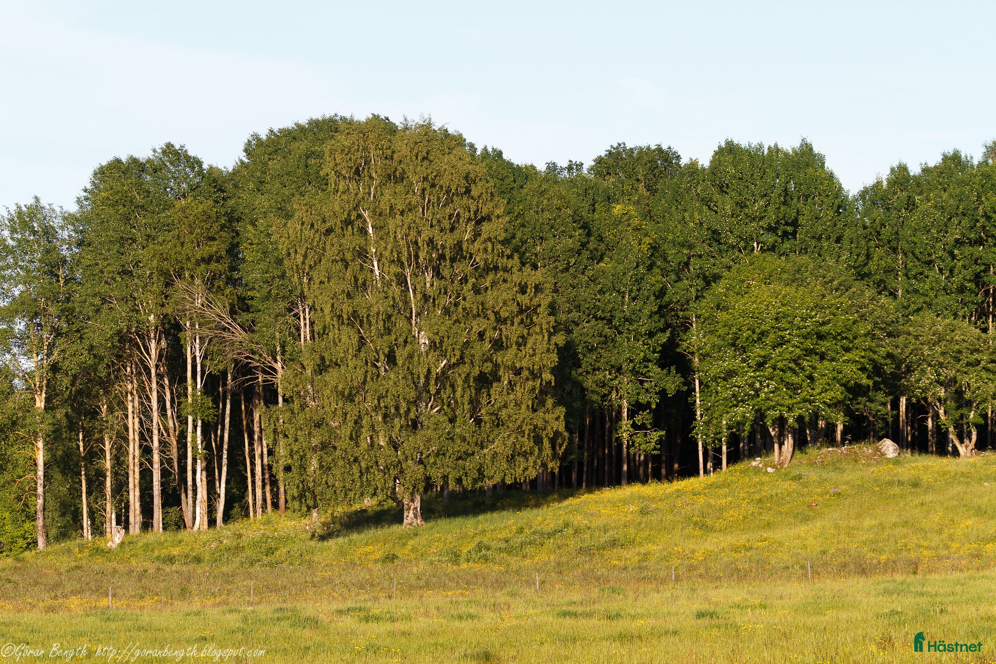  hästar Trygg och okomplicerad häst för dressyr/uteritt i Bromma - Annons 4