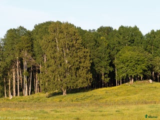 hästar Trygg och okomplicerad häst för dressyr/uteritt i Bromma - Annons 1