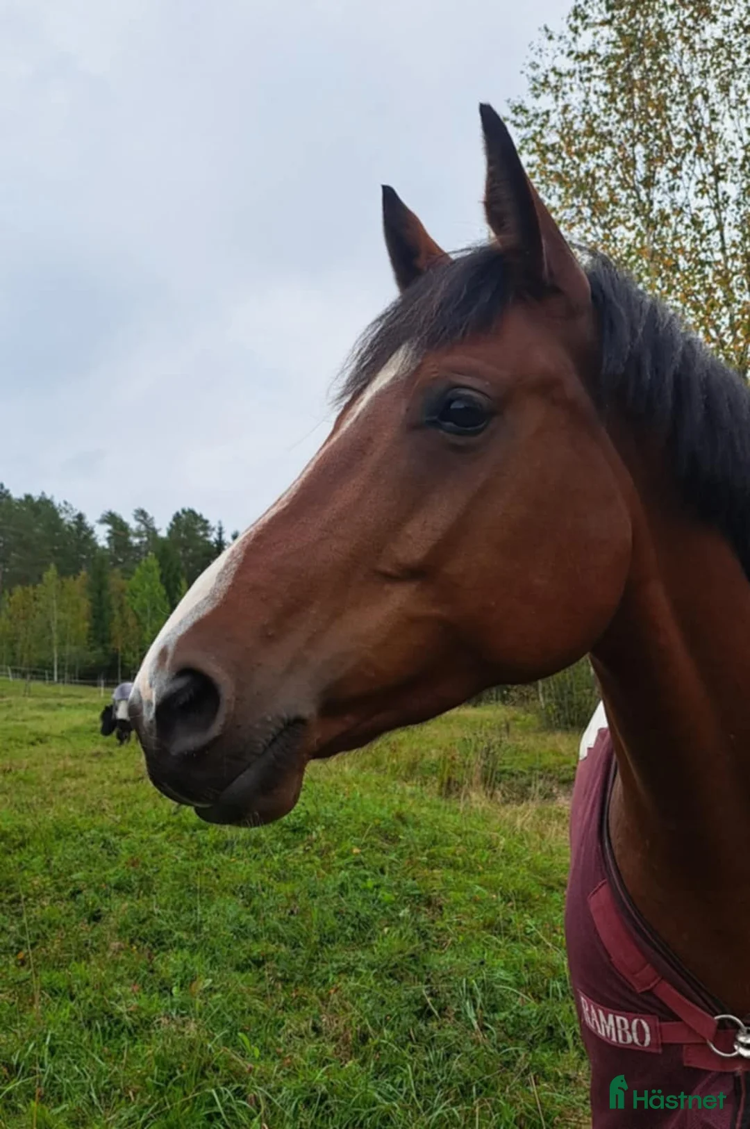Allround hästar till salu: Dressyrstammat sto som blir vad du gör henne till i Södertälje - Annons 1