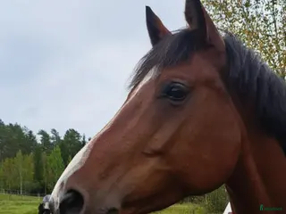 hästar Dressyrstammat sto som blir vad du gör henne till i Södertälje - Annons 14