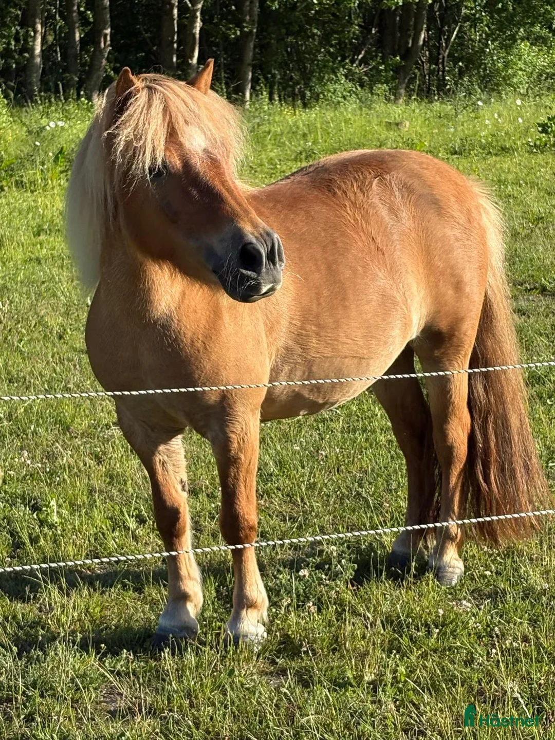 Allround hästar till salu: Riden shetlandsponny f 2019 - Annons 2