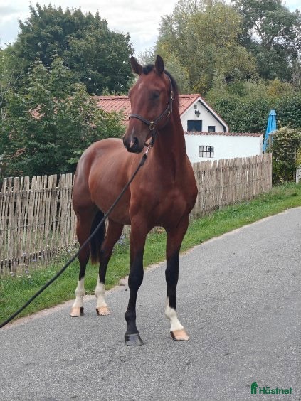  hästar 2-årig e. Caccafly CL - Annons 2