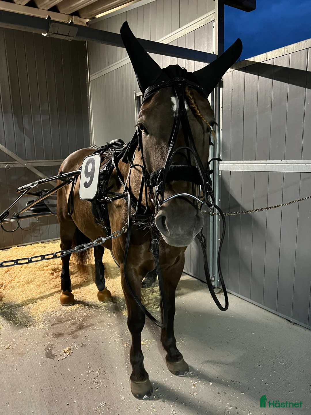 Trav hästar till salu: Starthäst - Annons 3