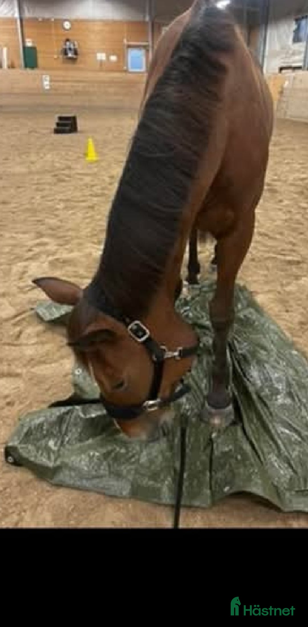  foderhäst finnes: Snällaste ridtravaren i Pajala - Annons 3