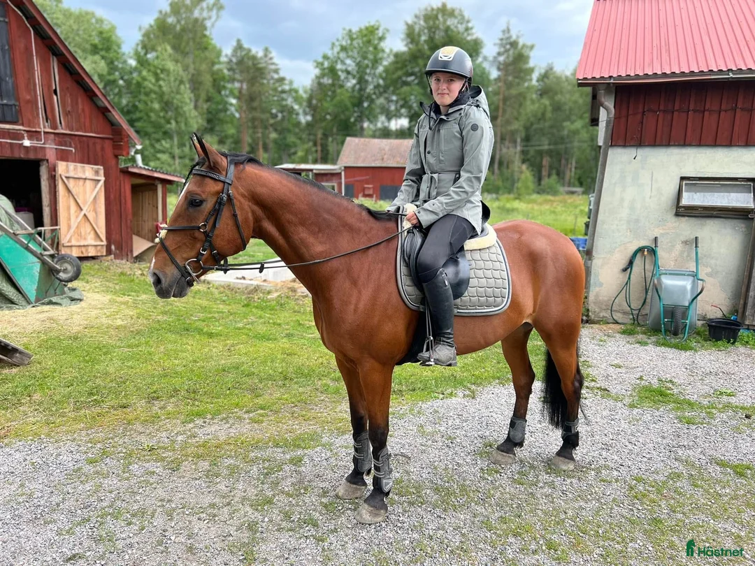 Allround hästar till salu: Allround varmblod  - Annons 7