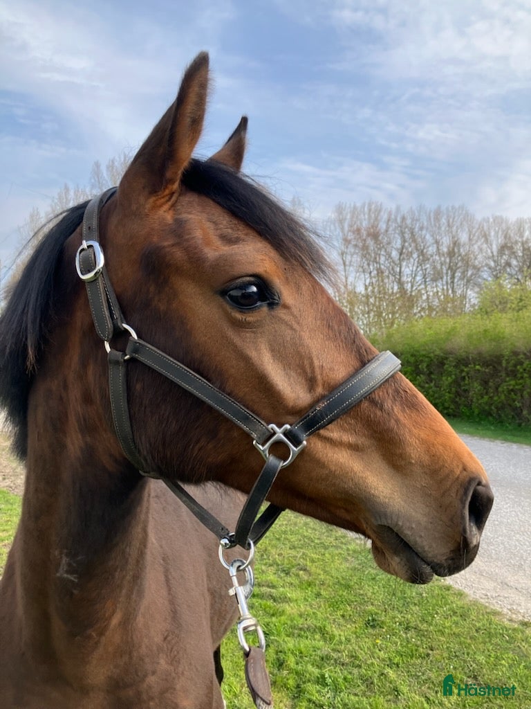 Hoppning hästar till salu: ​Thunder – Kvickt och talangfullt sto e. Contant Q - Annons 1