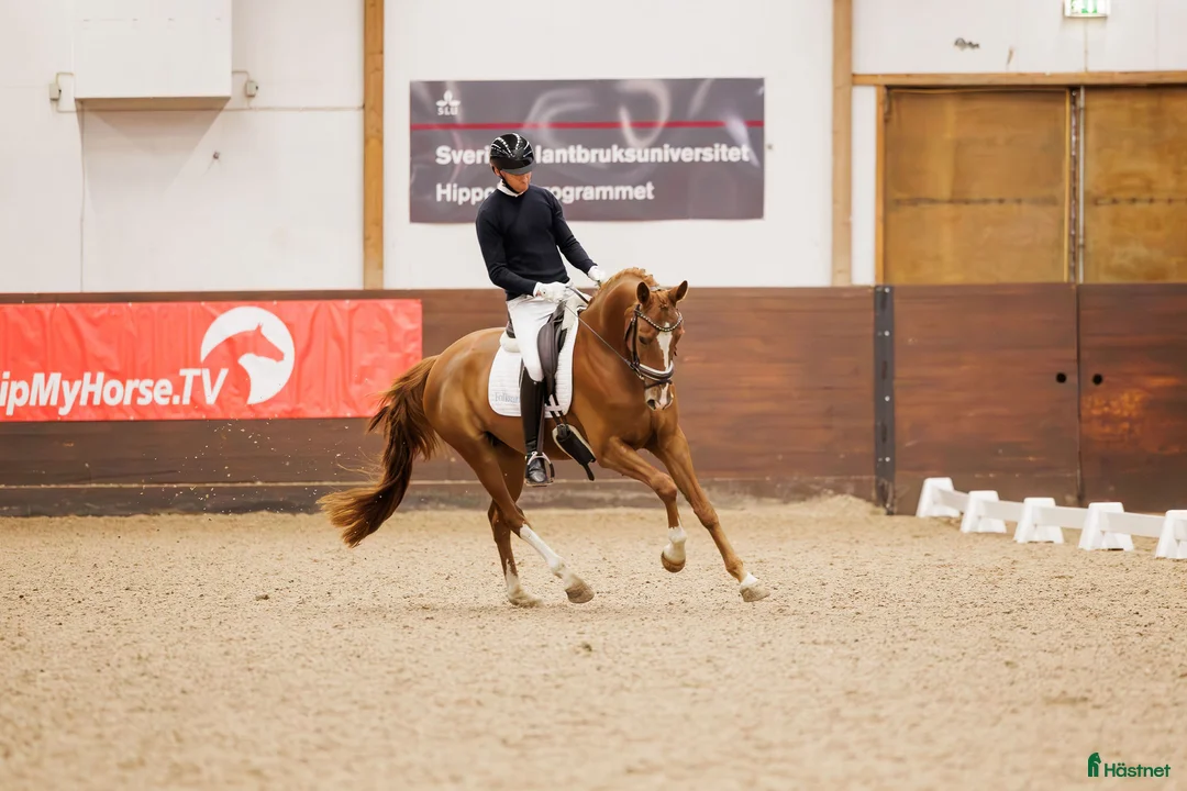 Dressyr hästar till salu: Kvalitetssto e: Quaterhit HÖG Ridbarhet - Annons 6