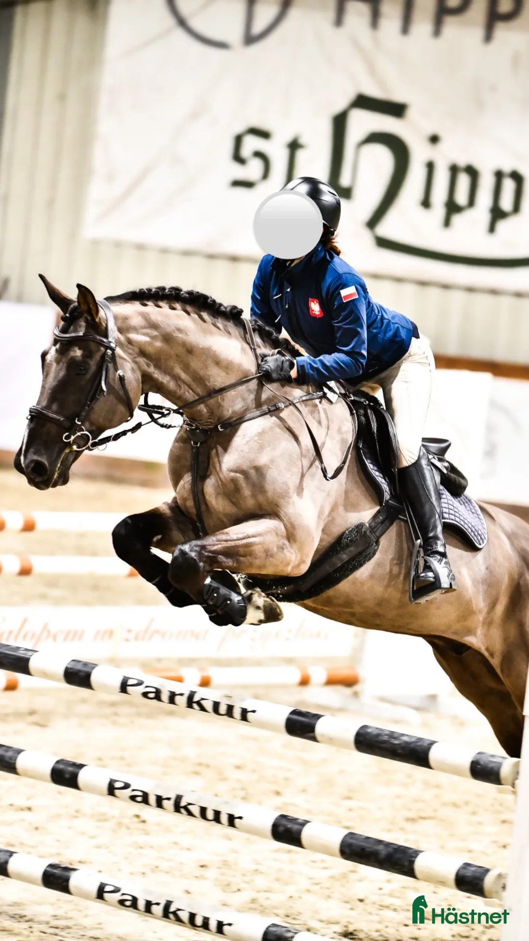 Hoppning hästar till salu: Talangfull hopphäst med stor potential  i Stockholm - Annons 4