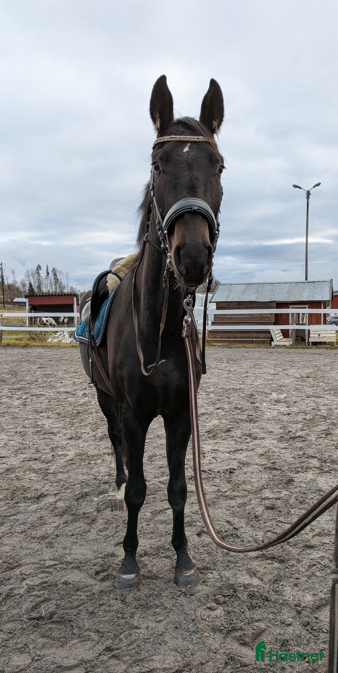 Allround hästar till salu: Unghäst med fint lynne i Bjästa - Annons 2