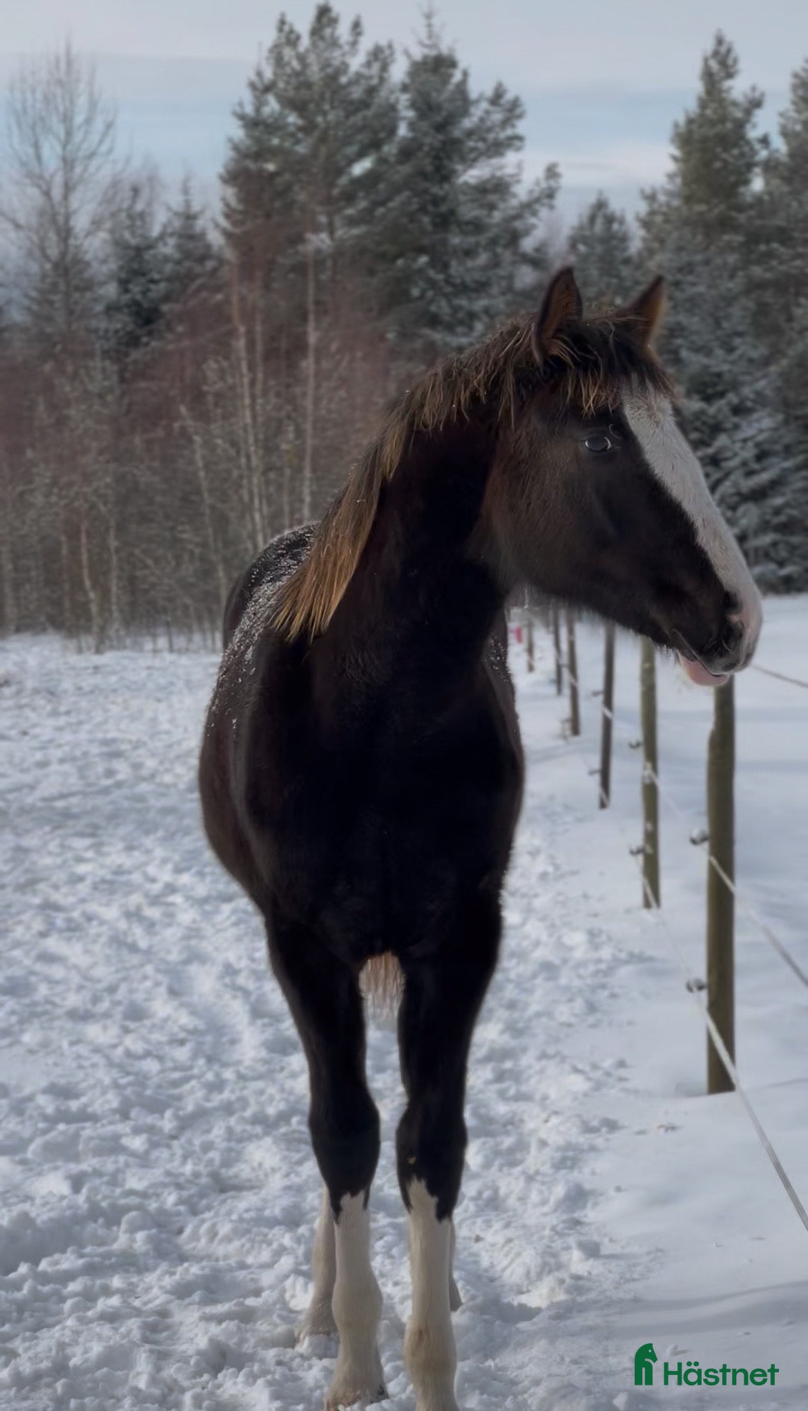  hästar Vackert tecknat stoföl efter Esmeraldo - Annons 13