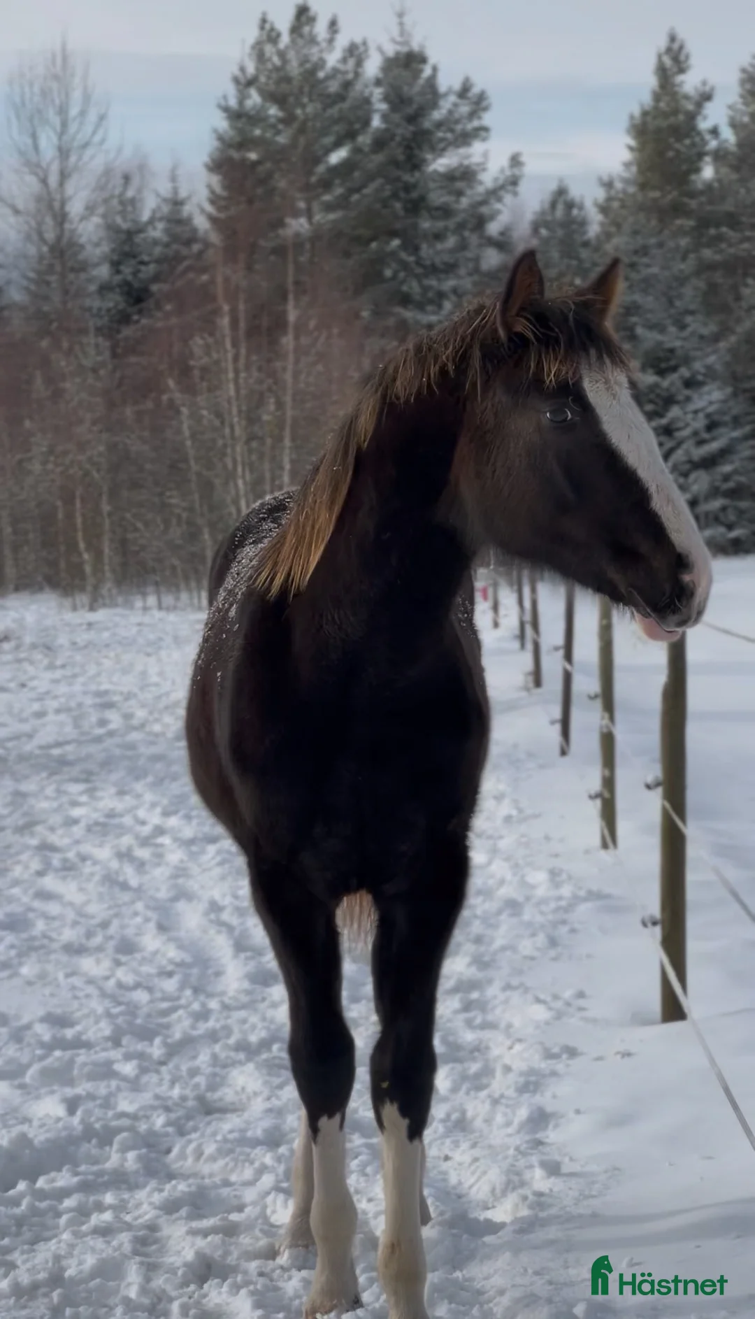Hoppning hästar till salu: Vackert tecknat stoföl efter Esmeraldo - Annons 2