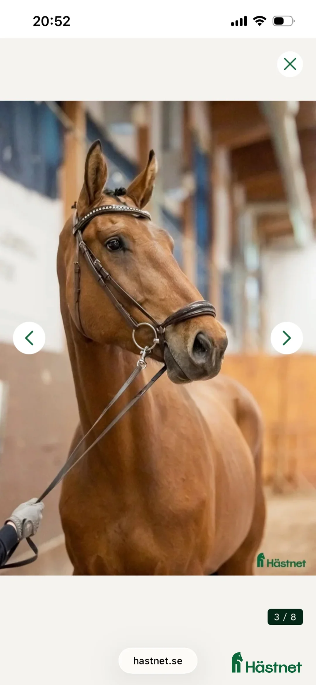 Dressyr hästar till salu: SWB 6 årig valack Hopp/Dressyr grundskolad - Annons 2