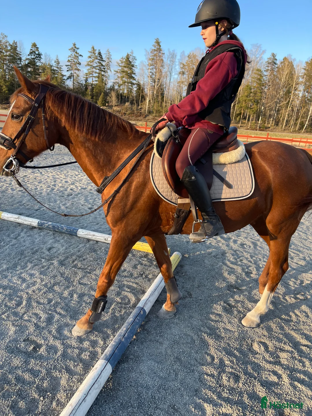 Sadlar hästutrustning till salu: Hoppsadel Santa Cruz SL - Annons 7