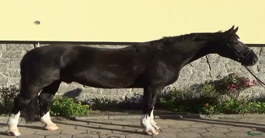  hästar i Örsundsbro - Annons 15